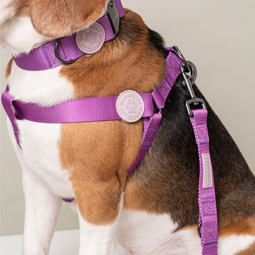 Harness & B-Leash in Violet