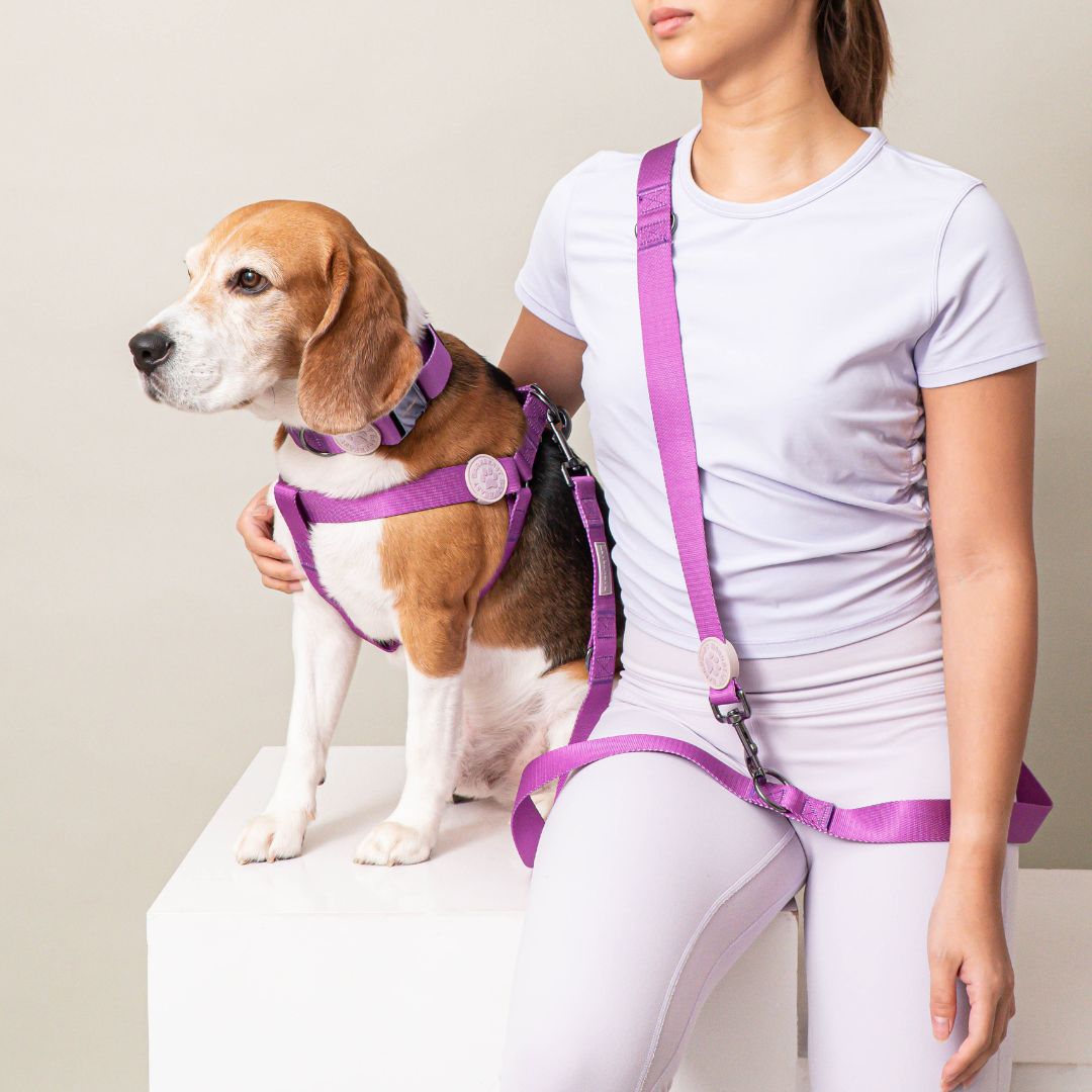 Harness & B-Leash in Violet