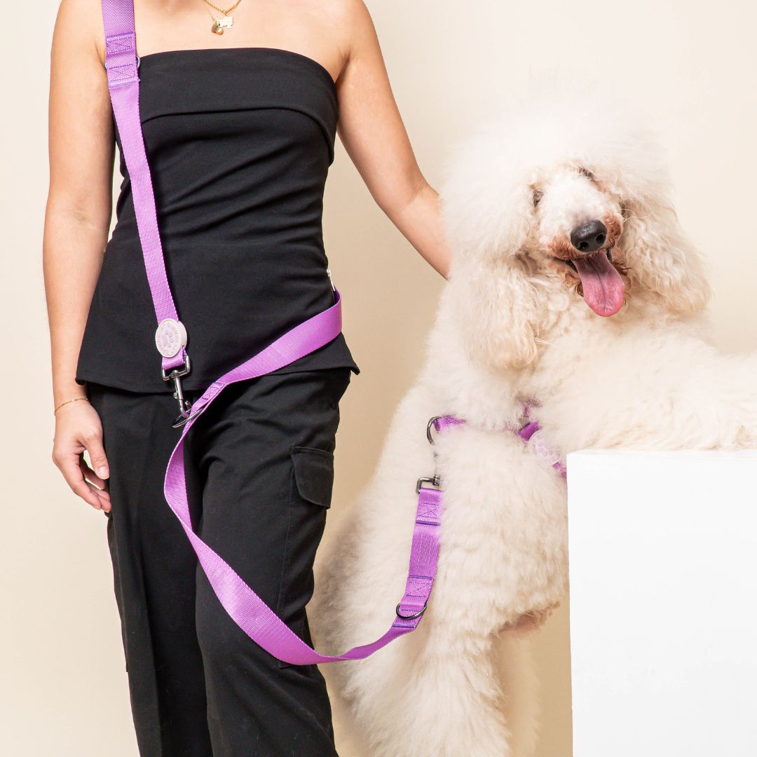 Harness & B-Leash in Violet