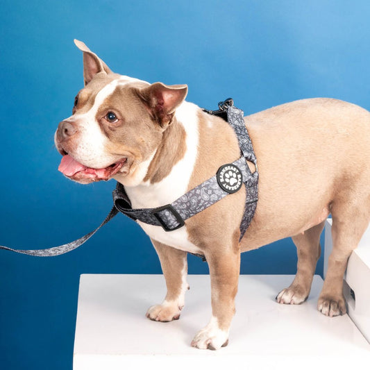 Harness & B-Leash in Paisley