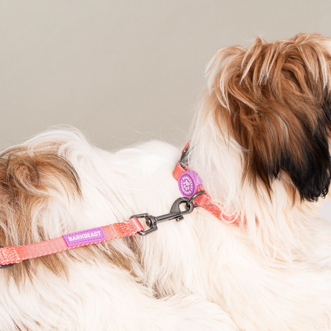 W-Collar & B-Leash in Coral