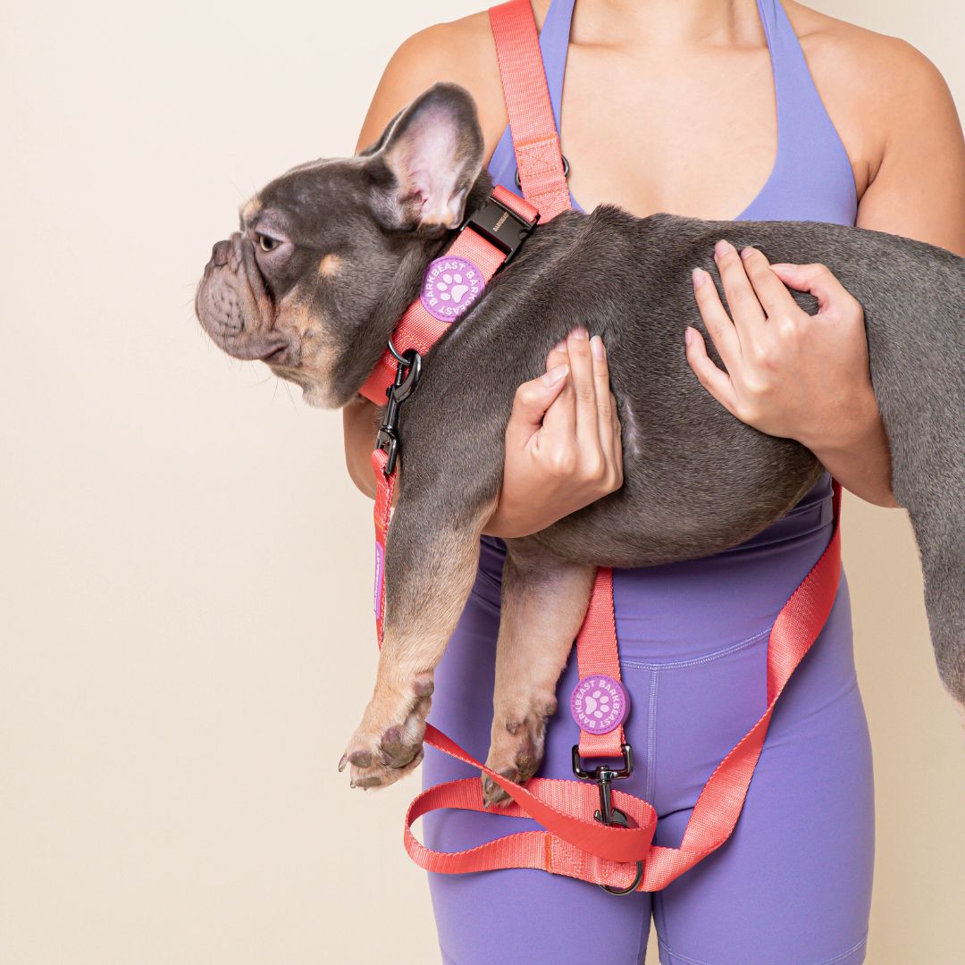 W-Collar & B-Leash in Coral