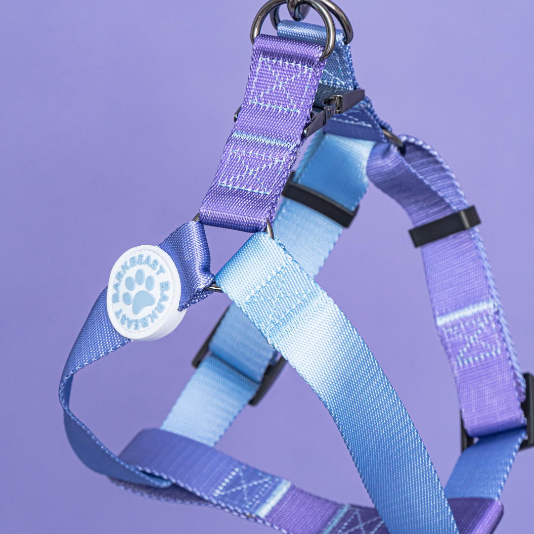 Harness & B-Leash in Purple Haze