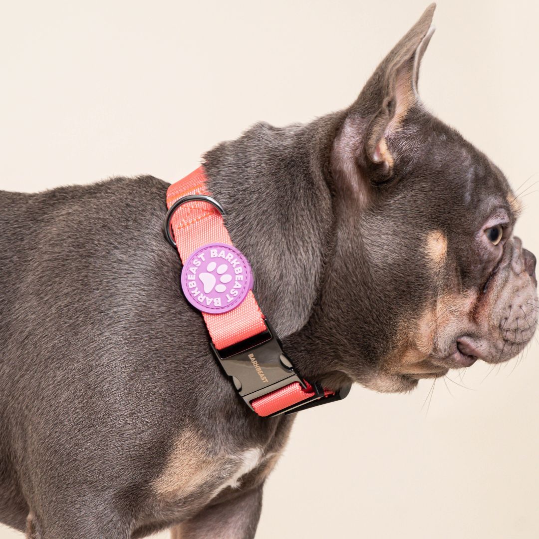 W-Collar & B-Leash in Coral