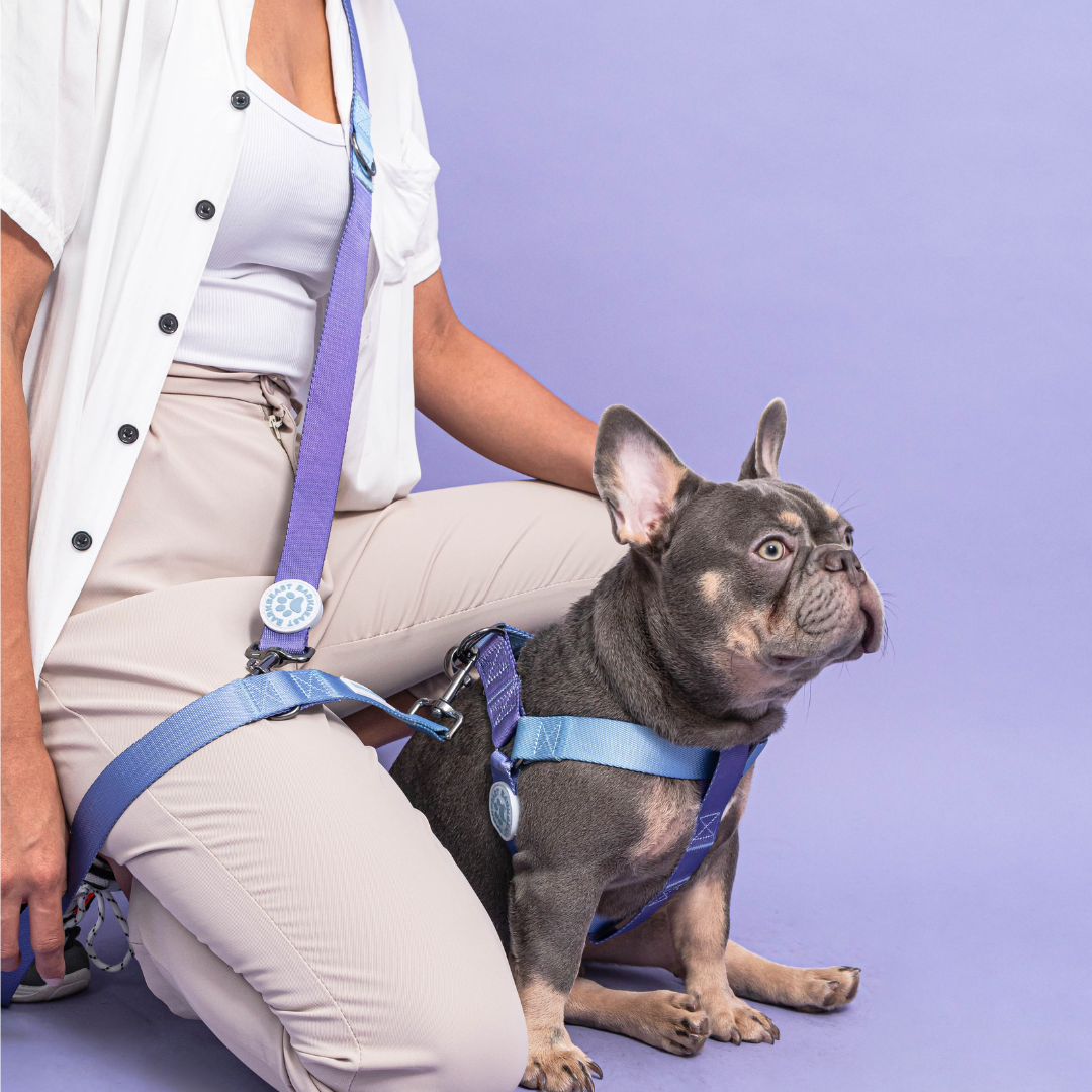 Harness & B-Leash in Purple Haze