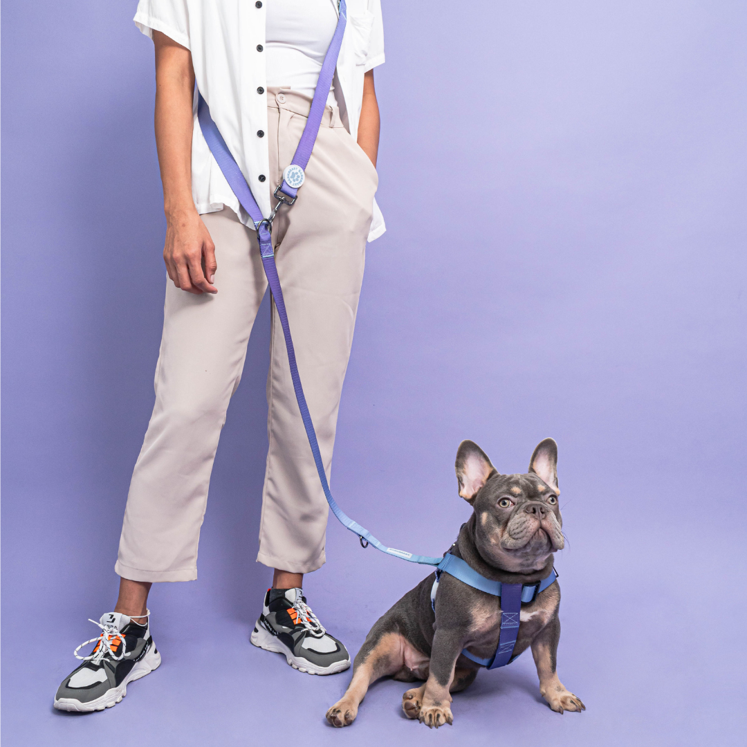 Harness & B-Leash in Purple Haze