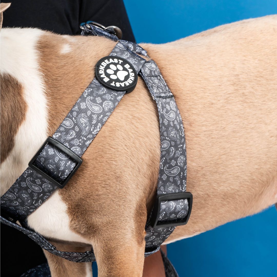 Harness & B-Leash in Paisley