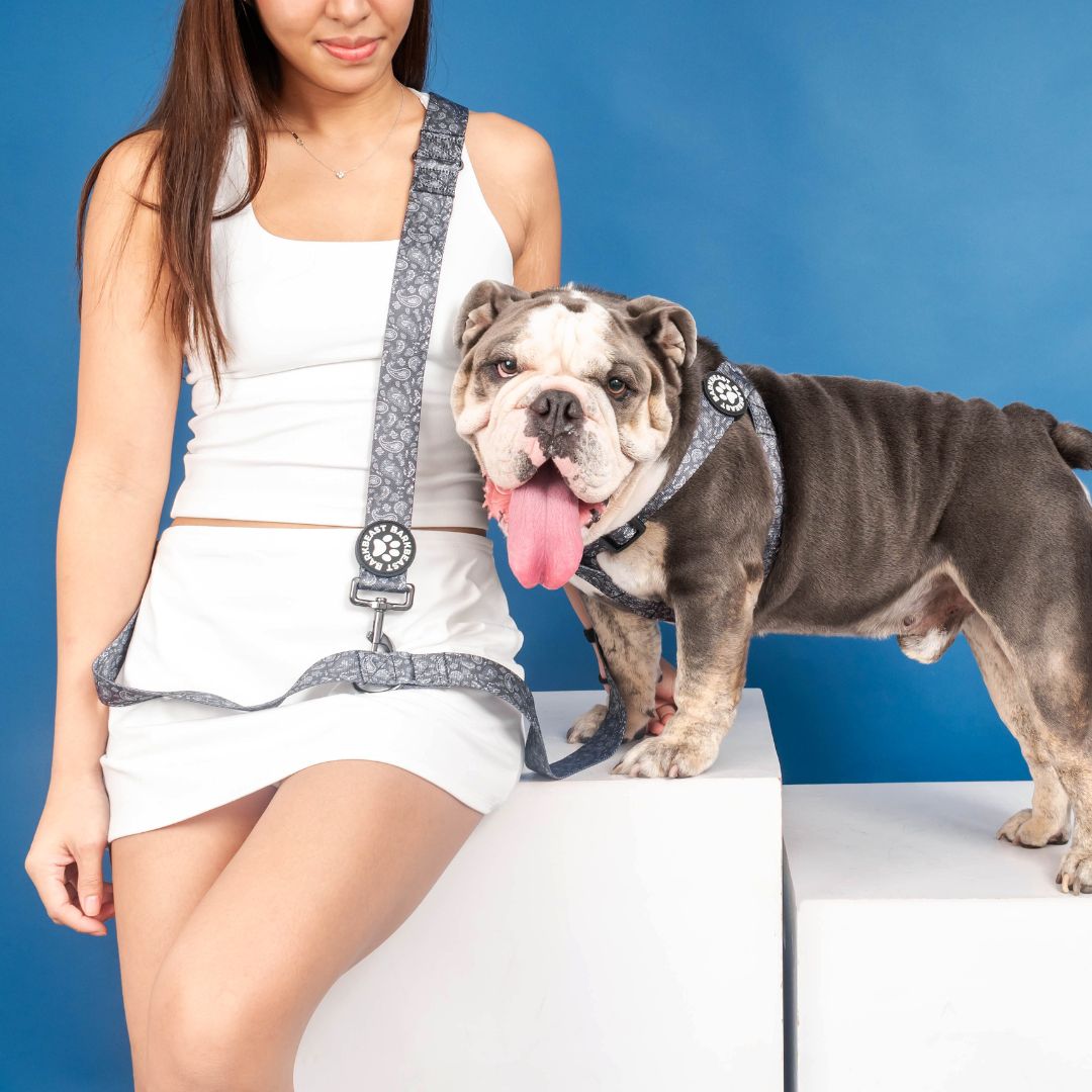 Harness & B-Leash in Paisley