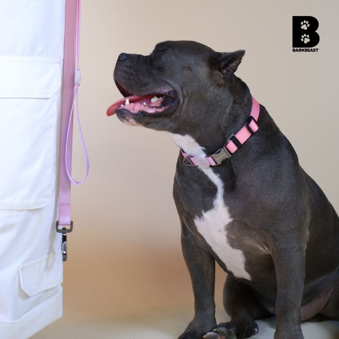 Collar & Leash Set in Cotton Candy