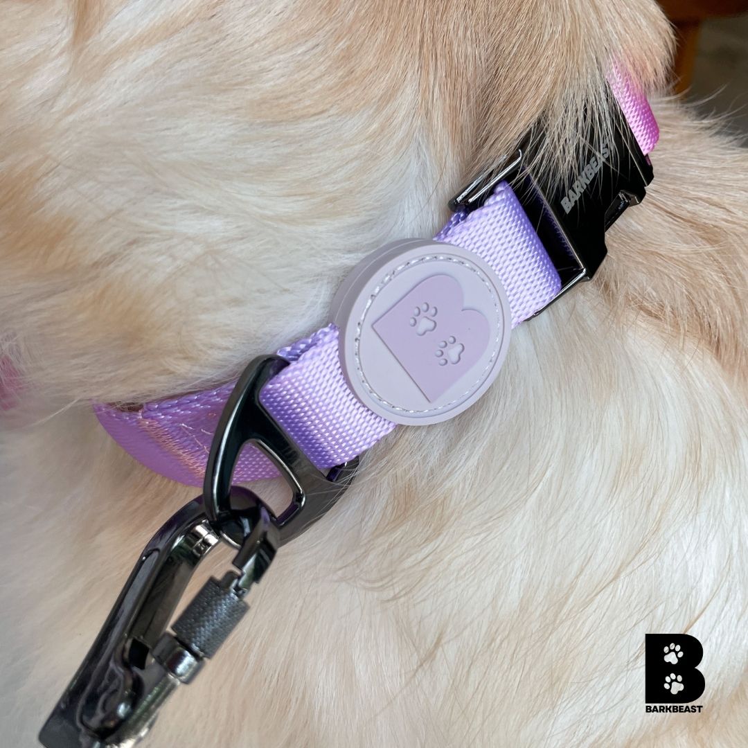 Collar & Leash Set in Cotton Candy